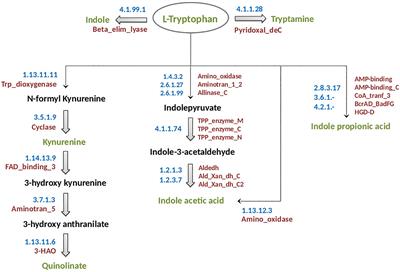 Frontiers | Tryptophan Metabolism By Gut Microbiome And Gut-Brain-Axis ...